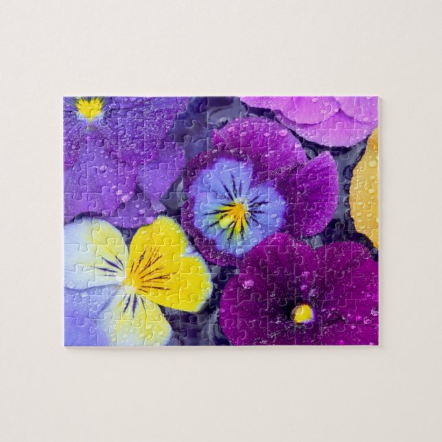 Pansy Blume schwimmen im Vogelbad mit Taube (Horizontal)