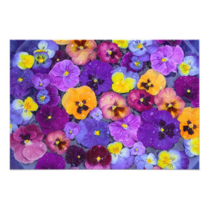 Pansy Blume schwimmen im Vogelbad mit Taube Fotodruck