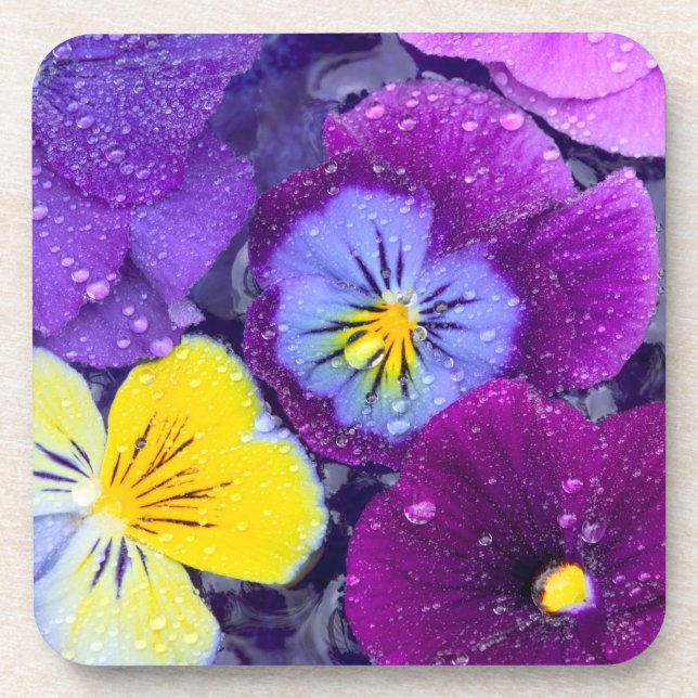Pansy Blume schwimmen im Vogelbad mit Taube Untersetzer (Vorderseite)