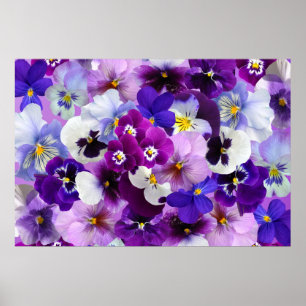 Pansy Blume Wallpaper Art Poster