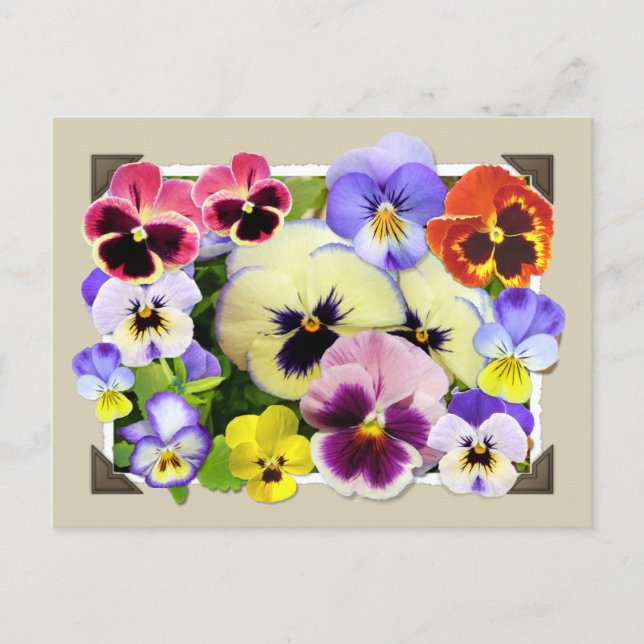 Pansy Delight Postkarte (Vorderseite)