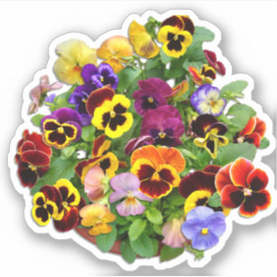 Pansy Display Custom Cut Vinyl Sticker