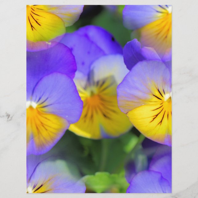 Pansy echos (Vorderseite)