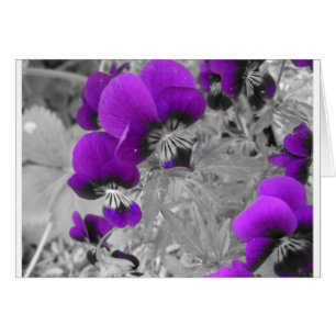Pansy-Effekt