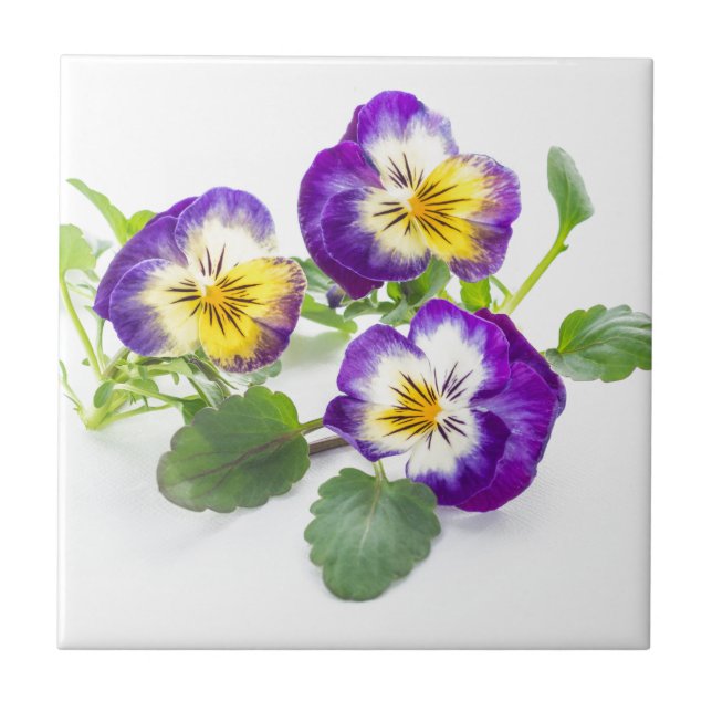 pansy fliese (Vorderseite)