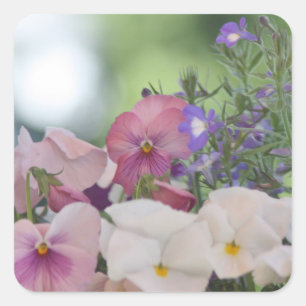 Pansy Foto Quadratischer Aufkleber