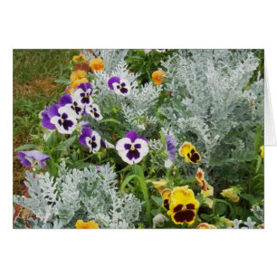Pansy Garden