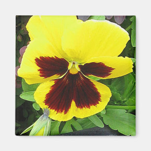 Pansy-Geschenk-Magnet Magnet