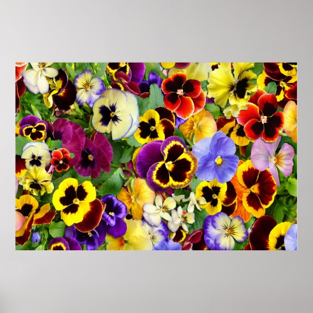 Pansy Glory ~ Poster (Vorne)