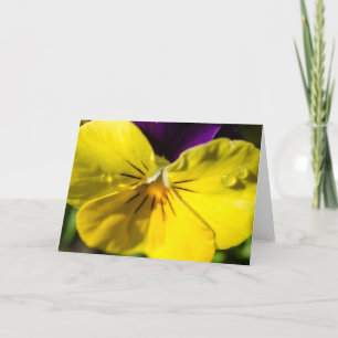 Pansy-Gruß-Karte - freier Raum Karte