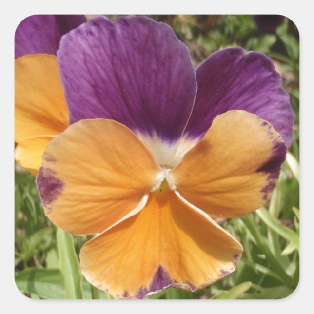 Pansy Jolly Joker Quadratischer Aufkleber (Vorderseite)
