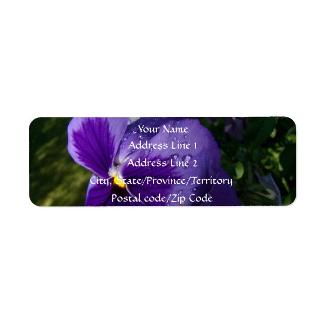 Pansy mit Wassertropfen (Vorne)