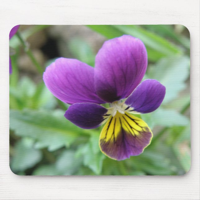 Pansy Mousepad (Vorne)
