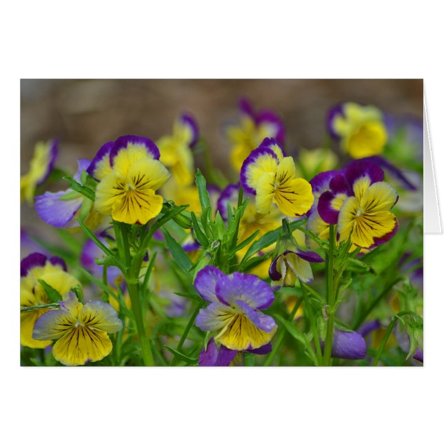 Pansy Notecard (Vorderseite (Horizontal))