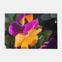 Pansy Orange und Lila