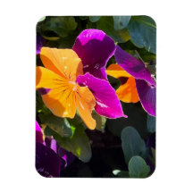 Pansy Orange und Lila
