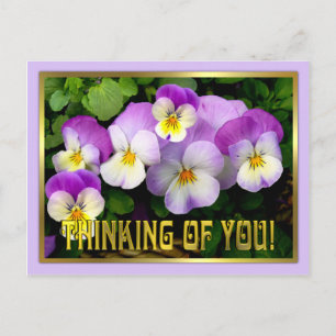 Pansy ~ Pensée de vous ~ Carte postale
