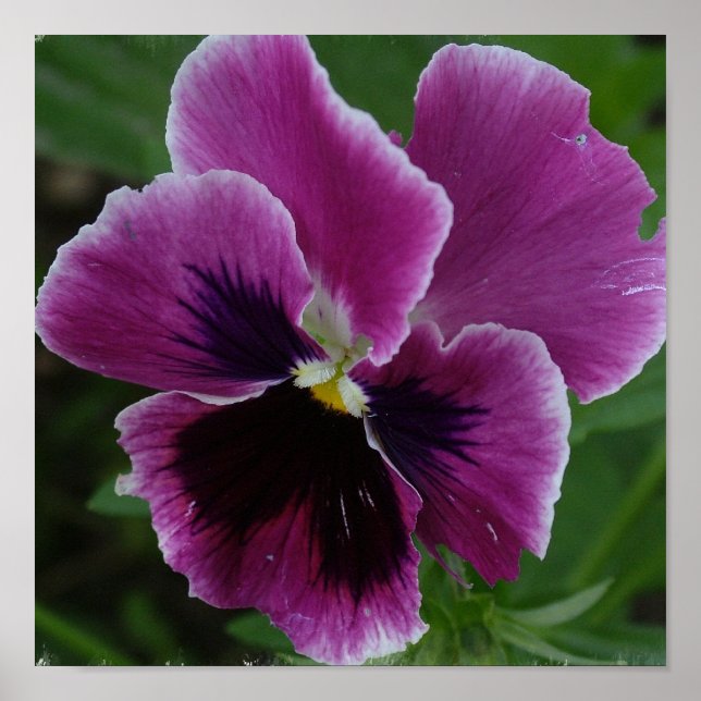 Pansy Picture Foto Poster (Vorne)