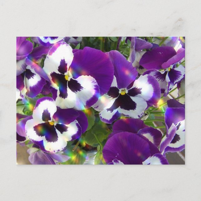 Pansy Postcard Postkarte (Vorderseite)