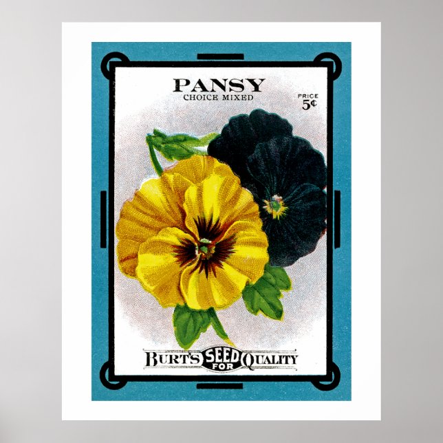 Pansy Poster (Vorne)