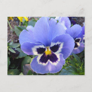 Pansy Postkarte