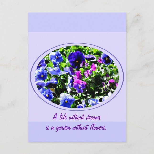 Pansy Postkarte (Vorderseite)