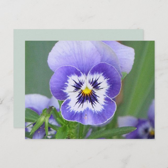 Pansy Postkarte (Vorne/Hinten)