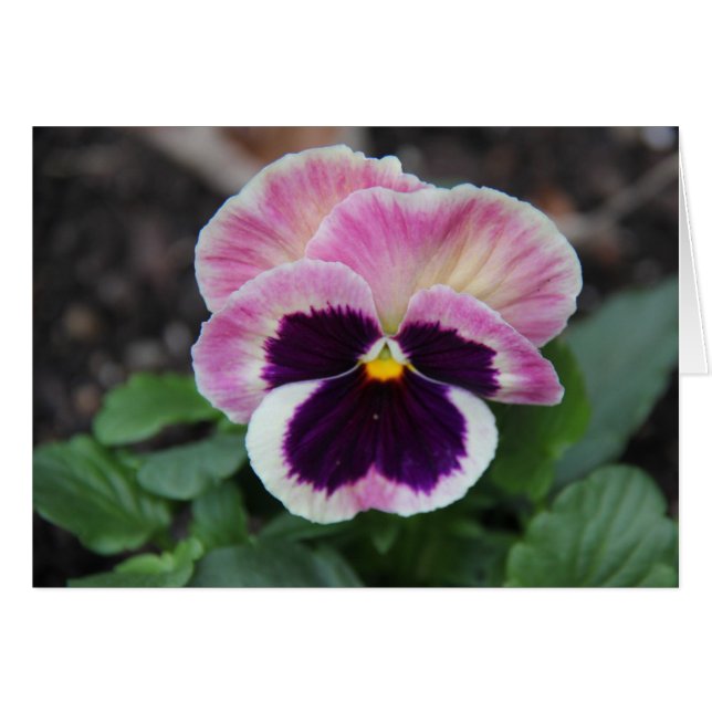 Pansy pourpre, Notes florales vierges (Devant Horizontal)