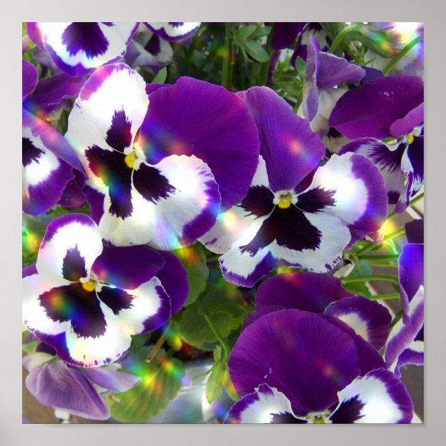 Pansy Print Poster (Vorne)