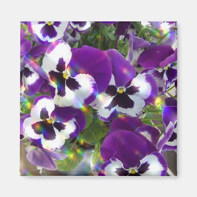 Pansy Square Magnet (Vorne)