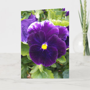 Pansy violet profond, Carte de voeux