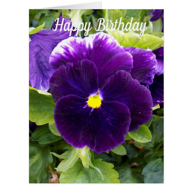 Pansy violet profond, grande carte d'anniversaire (Devant)