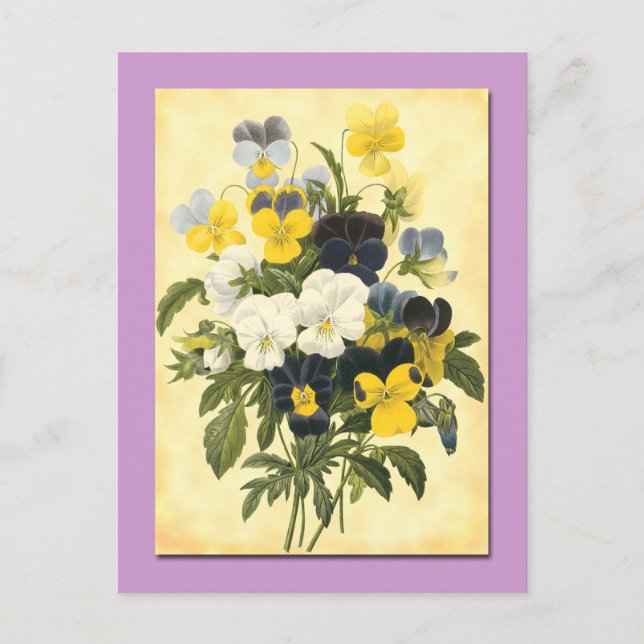 Pansy Violets Botanique Carte postale (Devant)