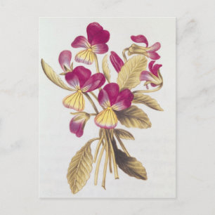 Pansy, von "La Guirlande de Julie", c.1642 Postkarte