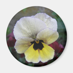 Pansy White und Yellow Magnet
