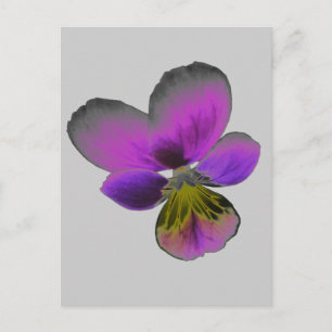 Pansy Wild Dark Lila Postcard Postkarte