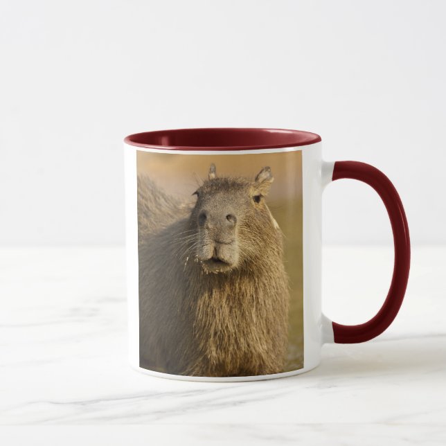 Pantanal, Brasilien, Capybara, Hydrochoerus Tasse (Rechts)