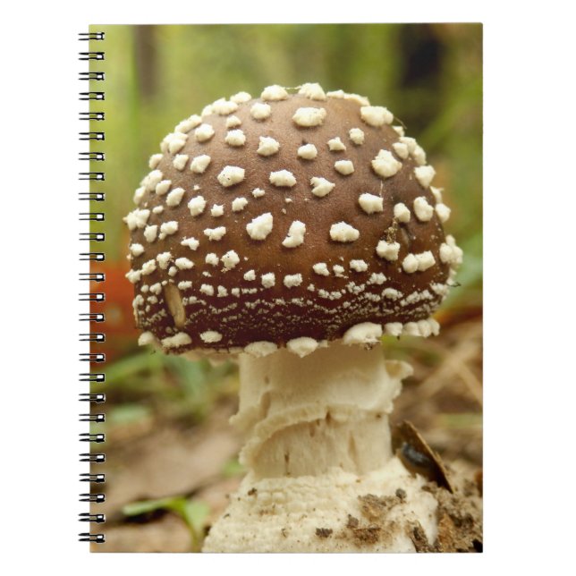 Panther Cap Mushroom Foto Notebook Notizblock (Vorderseite)