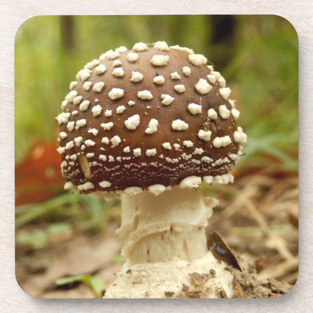 Panther Cap Mushroom Hard Plastic Coasters Untersetzer (Vorderseite)