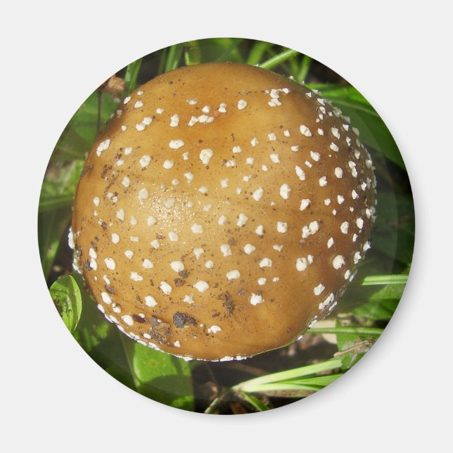 Panther Cap Mushroom Magnet (Vorne)
