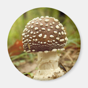 Panther Cap Mushroom Magnet