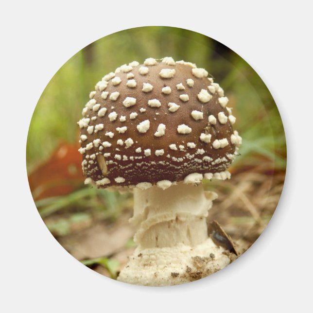 Panther Cap Mushroom Magnet (Vorne)