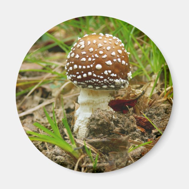 Panther Cap Mushroom Magnet (Vorne)