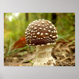 Panther Cap Mushroom Poster