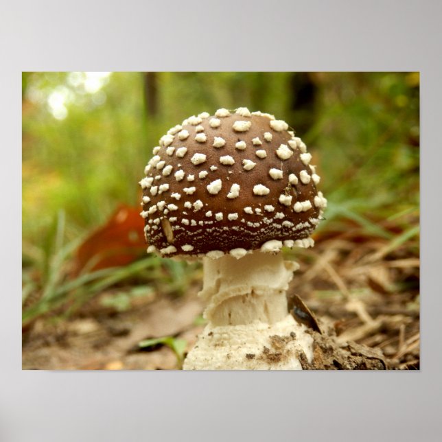 Panther Cap Mushroom Poster (Vorne)