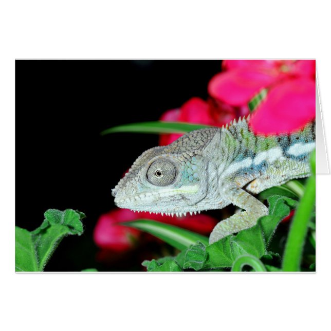 Panther Chameleon (Vorderseite (Horizontal))