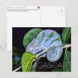 Panther Chameleon, Kirindy, Madagaskar Reise Postkarte