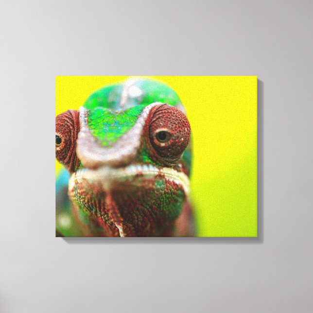 Panther Chameleon, Madagaskar Leinwanddruck (Vorderseite)