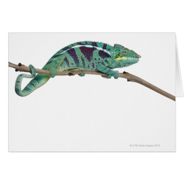 Panther Chameleon Nosy Be (Furcifer pardalis) (Vorderseite (Horizontal))