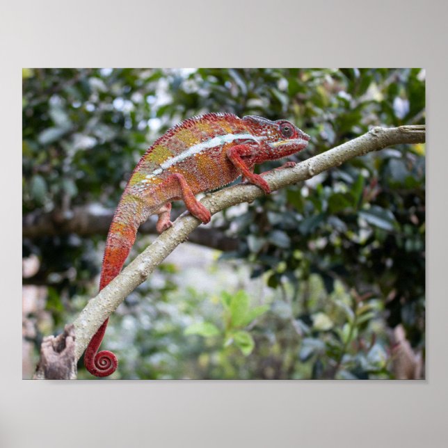 Panther chameleon poster (Vorne)